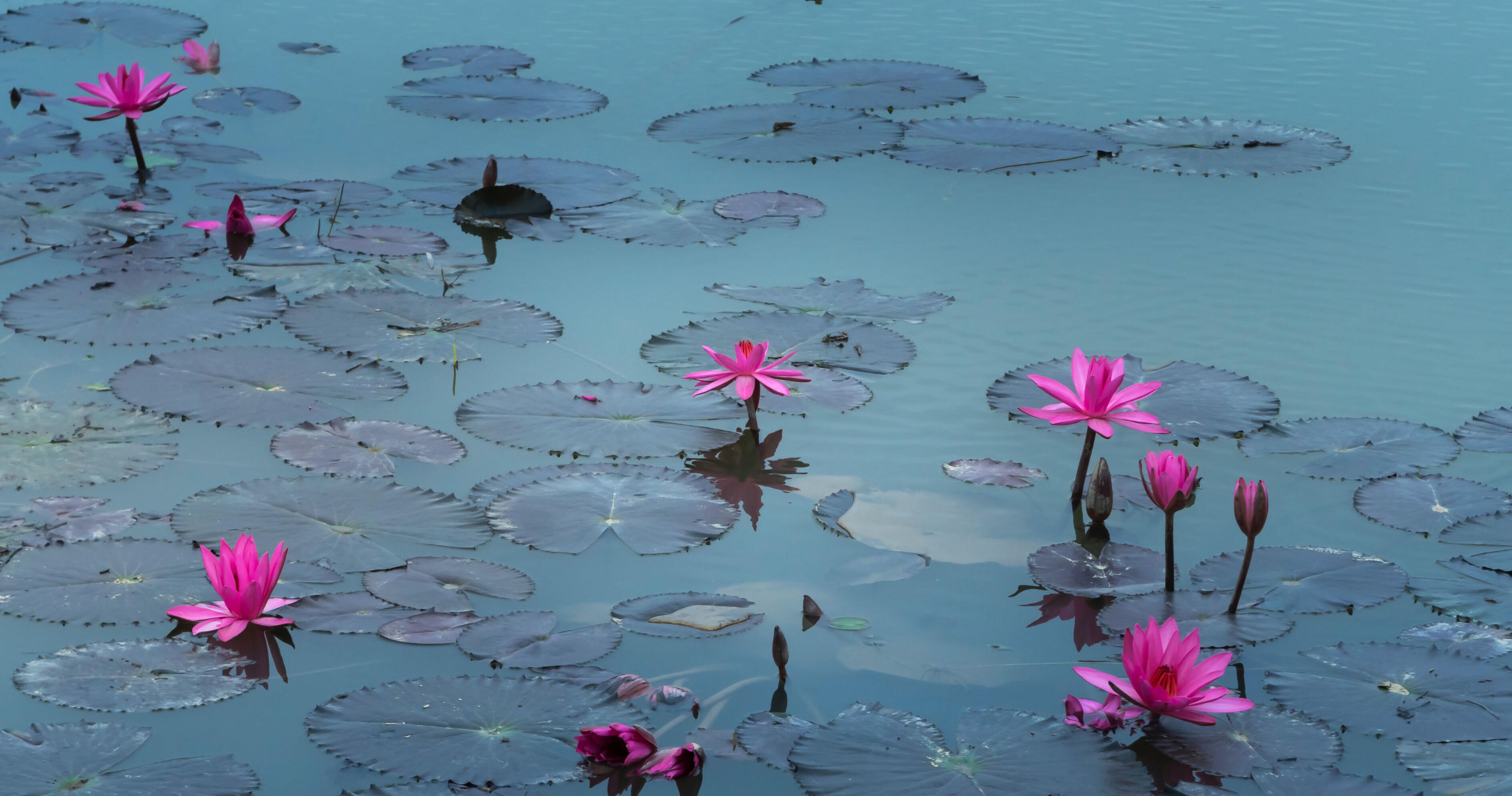 Pink Lotus